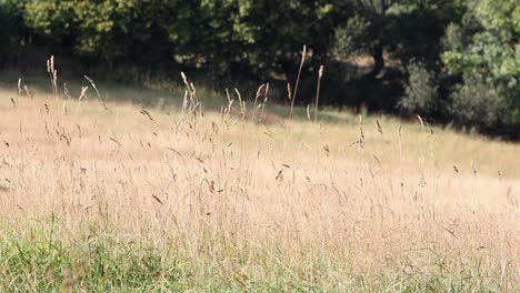 grass seed heads moving in a breeze at the edge of a brown, dry meadow after a during a dry summer. wales
