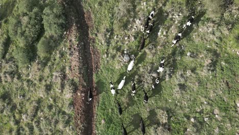 cows top-shot. drone footage of cows grazing peacefully then purposefully walking across rolling countryside, creating a natural flow as the herd moves together toward a distant point on the horizon.