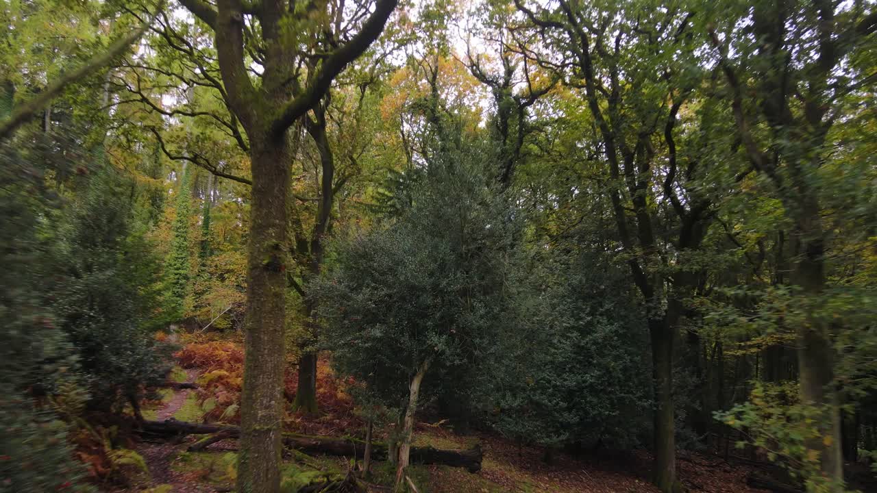 Drone flight through autumn treea in the Forest of Dean showing strong Autumnal colours and forest structure
