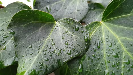 primer plano de hojas de hiedra verde en una pared con gotas de lluvia sobre ellas desplazándose lentamente hacia la izquierda