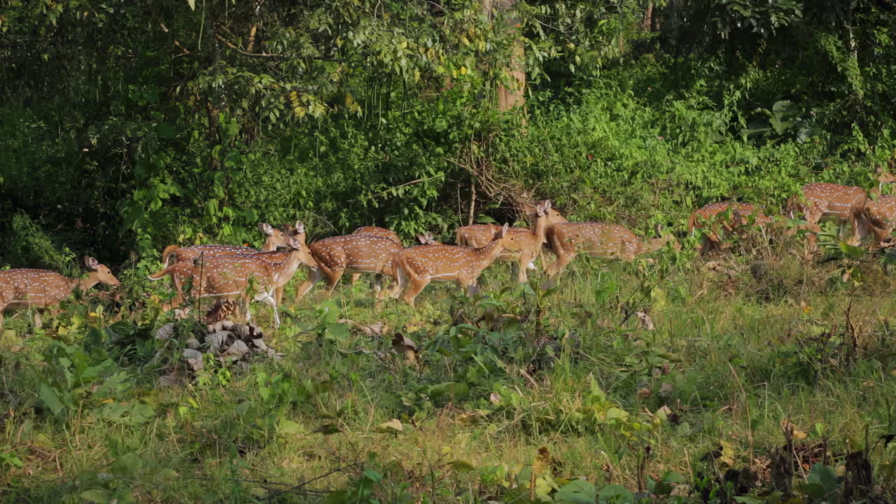 A group of spotted deer grazing peacefully during an afternoon safari in Nagarahole Forest