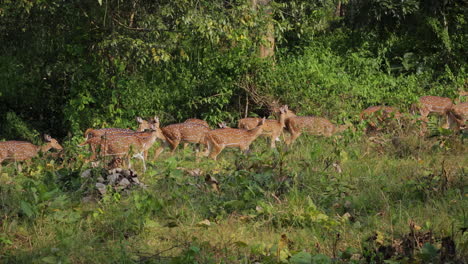 a group of spotted deer grazing peacefully during an afternoon safari in nagarahole forest