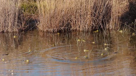 Viele-Gemeine-Frösche-Im-Sumpf-Springen-Ins-Wasser-Durch-Trockene-Grasvegetation,-Handgehalten