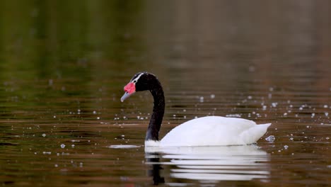 Cisne-De-Cuello-Negro-Solo-Buceando-En-El-Agua-Del-Lago-Para-Cazar-Y-Comer