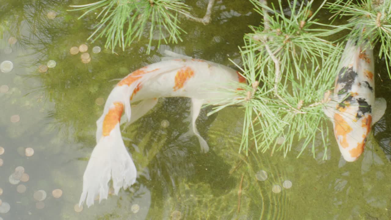 Colorful koi fish swimming near pond bottom surrounded by scattered coins clear water reflecting light calm peaceful atmosphere Asian garden natural aquatic detail traditional symbolism