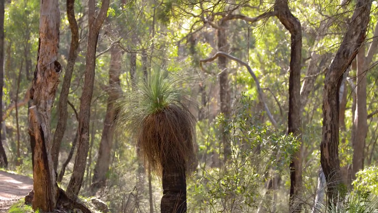 Staattinen laajakuva alkuperäisestä ruohopuusta aurinkoisessa pensaikkomaastossa, Warrumbungle National Parkissa, Australiassa.