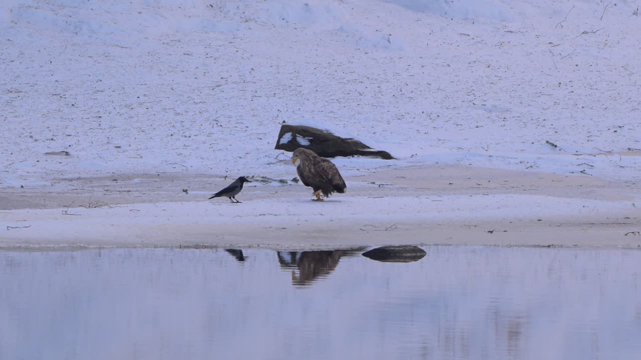 White Tailed Eagle scavenges on snowy shore of fjord in Norway while Hooded Crow harasses, tries to steal scraps.