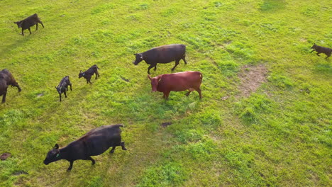 Aerial-view-over-cows-walking-through-a-farm-field