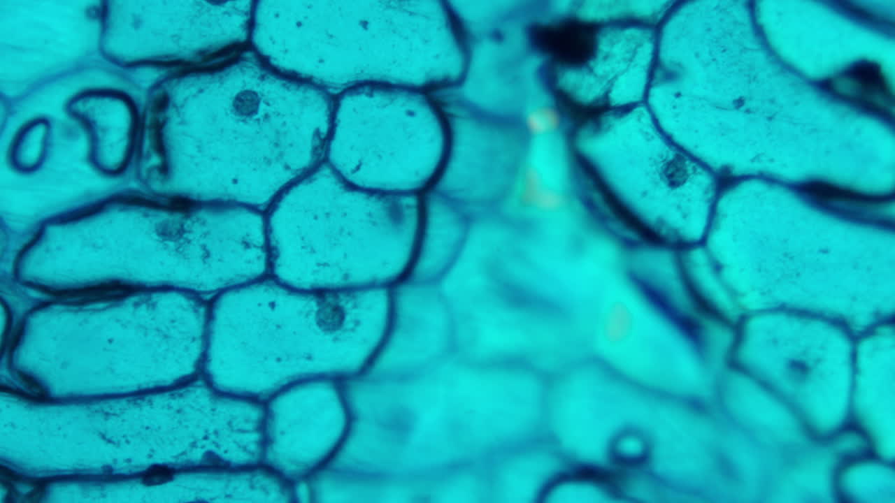 Detailed Microscopic View of Stained Plant Cells