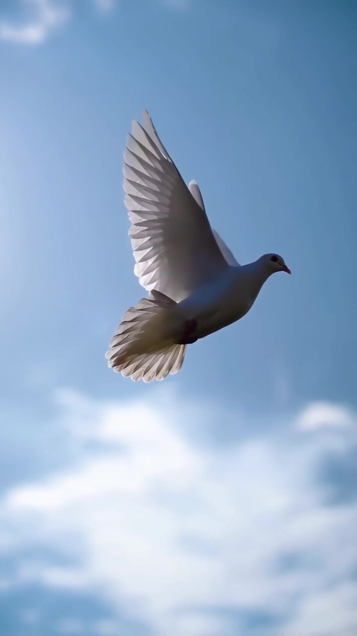 Hvid due flyver mod en klar blå himmel