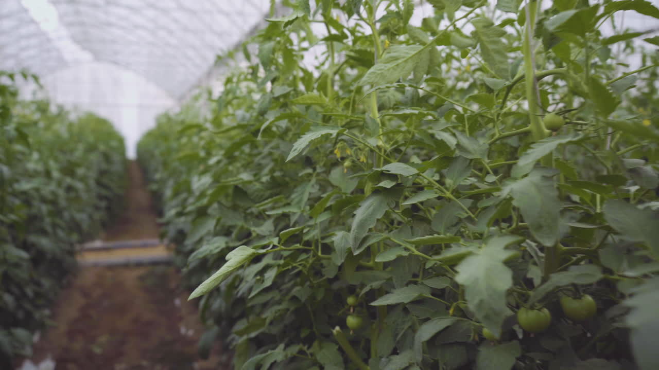 Tomato Plants Growing in a Greenhouse