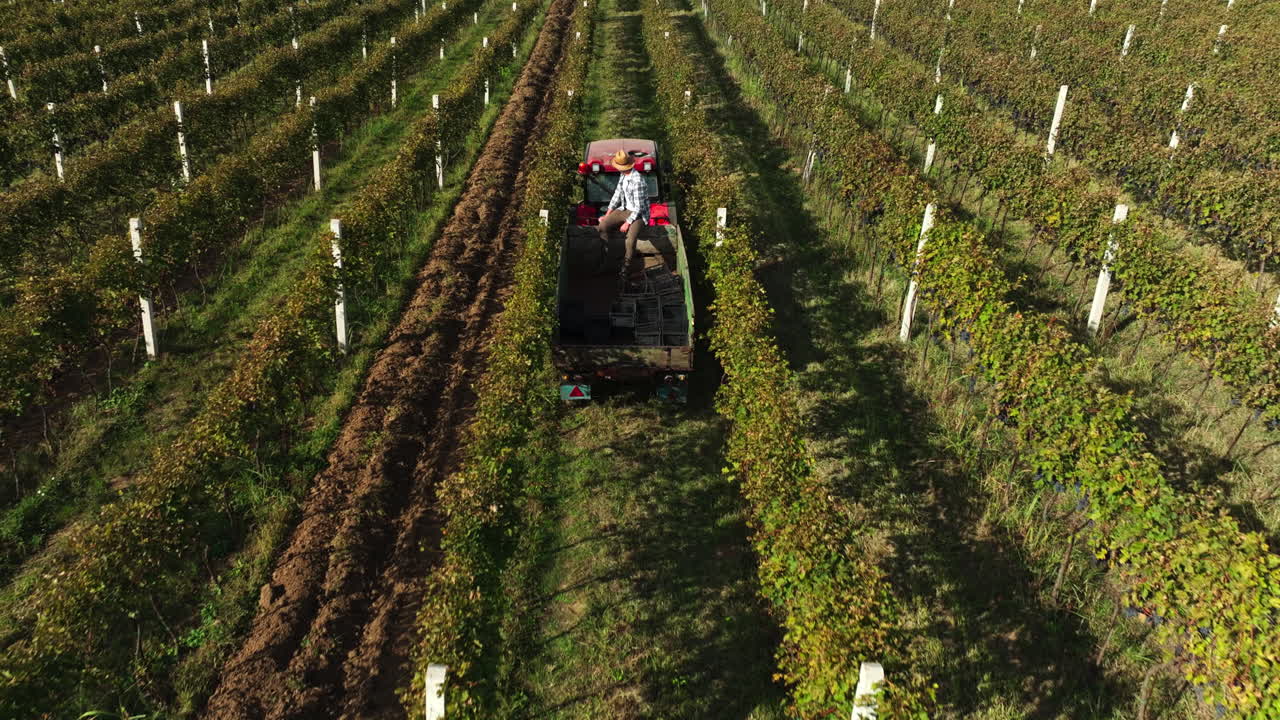 Vineyard Tractor Working in Rows