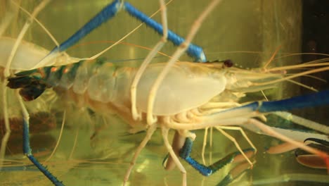 cerca de macrobrachium rosenbergii, también conocido como langostino gigante de río, langostino gigante de agua dulce o camarón azul vendido en el mercado de mariscos frescos en bangkok, tailandia