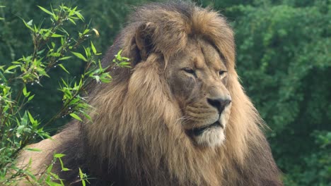 león africano en cámara lenta casi dormido en posición sentada con follaje verde y melena grande