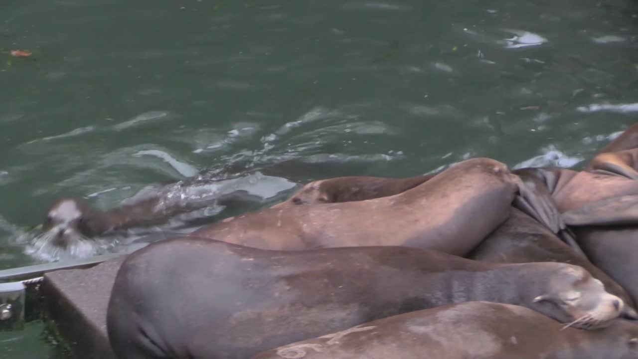 부두 1에 바다 사자 라운지