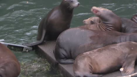 Sea-lions-lounge-on-a-pier-1