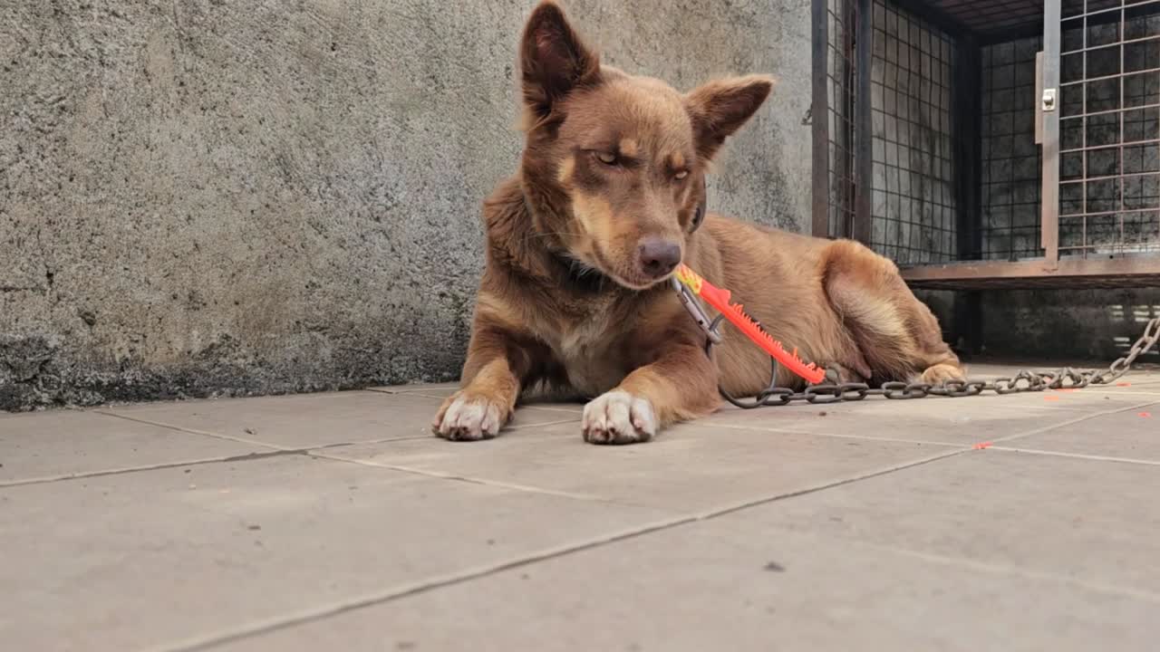 dog busy chewing a comb