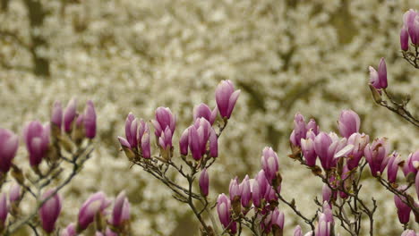 flores moradas en la naturaleza esperando la flor