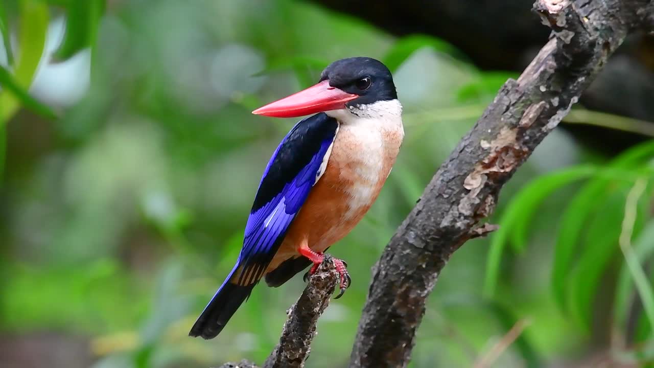 el martín pescador de gorra negra tiene un pico rojo como un caramelo y una gorra negra que se encuentra en tailandia y otros países de asia