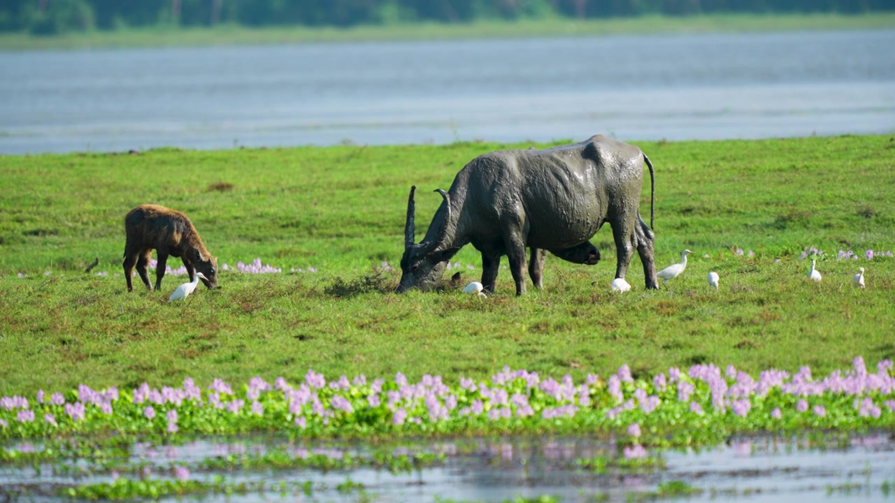 Un plan cinématographique d'un buffle d'eau sauvage et de son veau paissant dans les zones humides luxuriantes de l'Inde, entourés d'aigrettes blanches et de jacinthes d'eau violettes