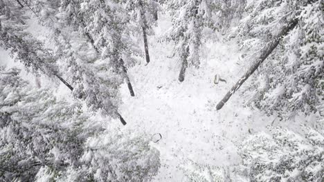 vuelo sobre el bosque de invierno