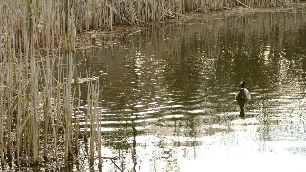 Famiglia di germani reali che si gode la primavera nel lago, ripresa statica
