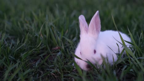 a cute white rabbit in green grass