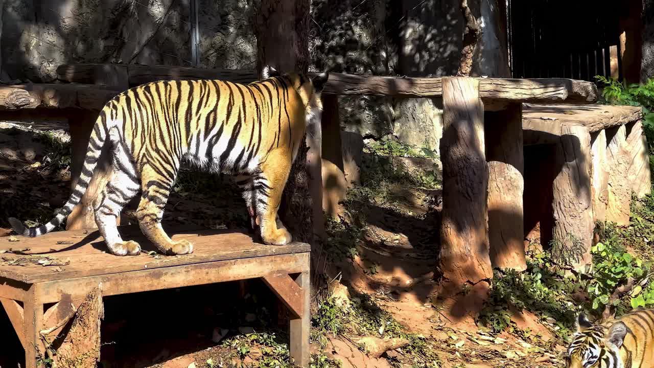동물원 에 있는 호랑이 들