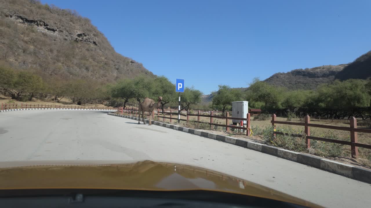 Driving past a camel in the road at Wadi Darbat, near Salalah, oman