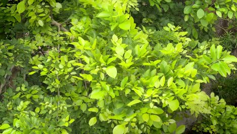 beautiful leave slowly swaying with the wind, fresh green leave came after the rainy season