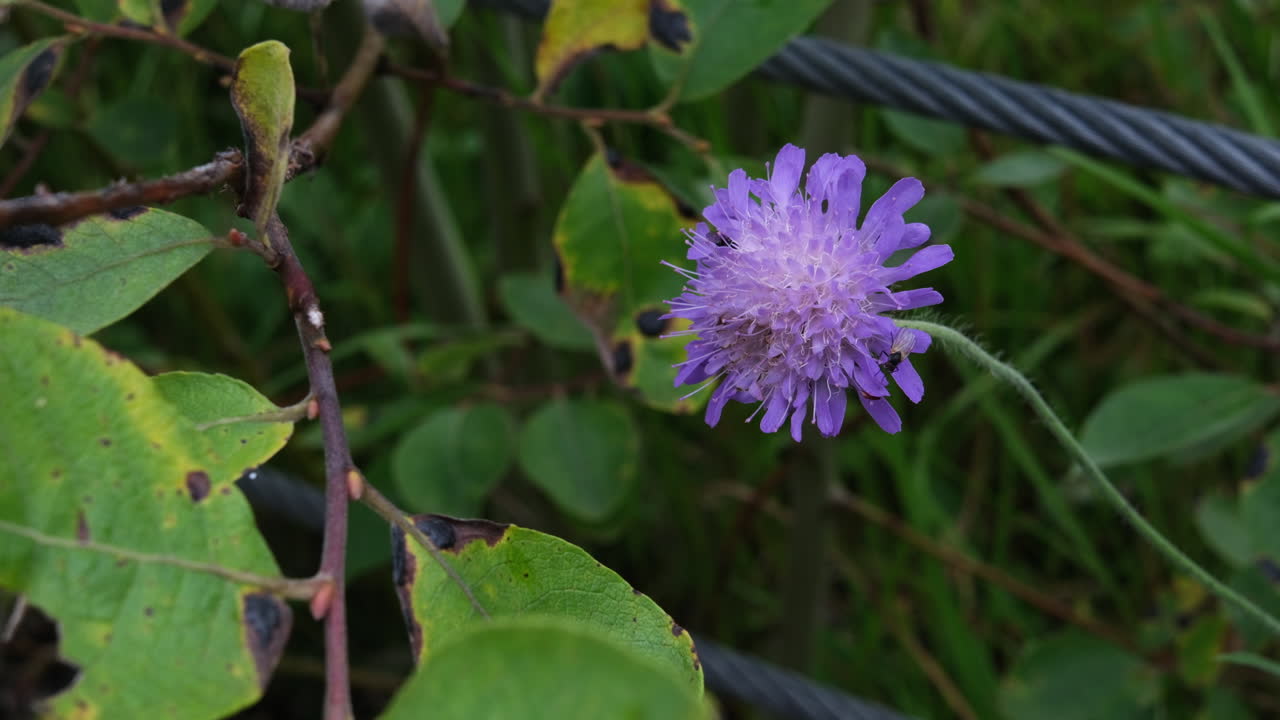 especies herbáceas perennes de knautia arvensis. toma un primer plano