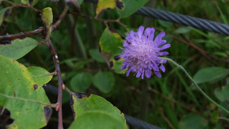 herbaceous perennial species of knautia arvensis. close-up shot