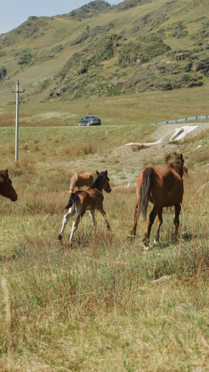 Healthy foal with mother runs along field grass to road against sloppy mount slow motion. Chestnut horses on pasture backside view. Freedom and nature