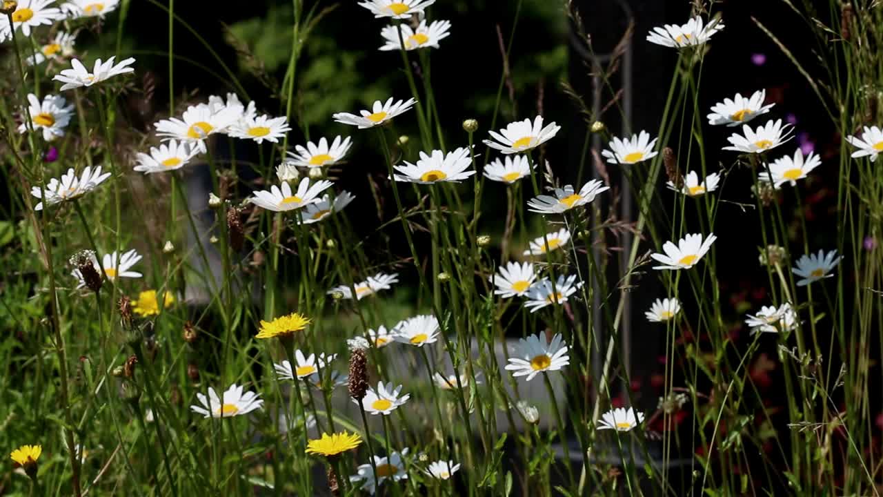 ⁇ 시 데이지 (oxeye daisy, leucanthemum vulgare) 는 옛 교회 정원에서 자란다