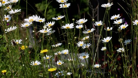 Margarita-De-Ojo-De-Buey,-Leucanthemum-Vulgare-Creciendo-En-El-Antiguo-Cementerio