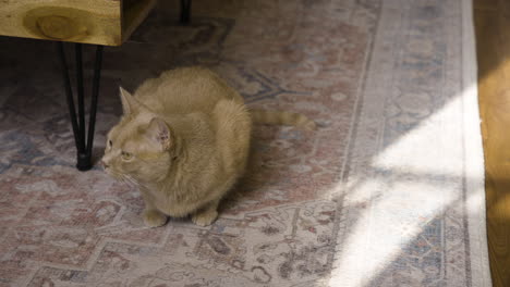 orange cat looks side to side gazing and watching as it lays on carpet in home