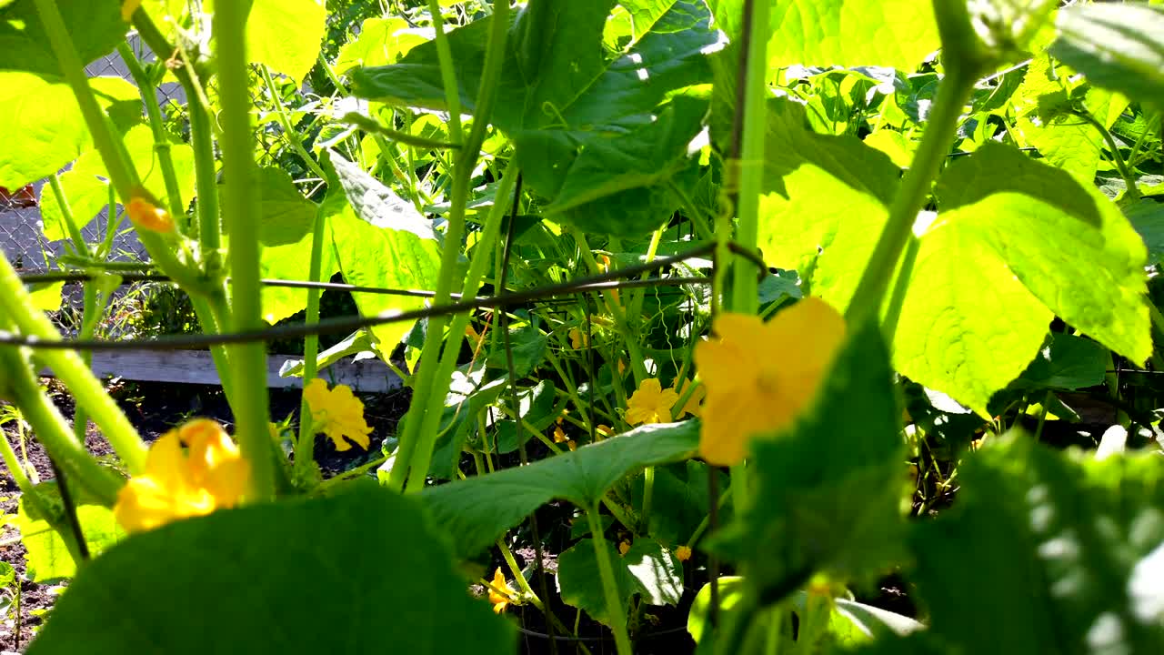 planta y flor de pepino en un día soleado, de cerca, sin personas