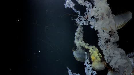 medusa - chrysaora plocamia - gran cantidad de tentáculos presentados en la campaña en el acuario kamon, japón