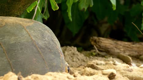 schildkröte legt eier in nest am strand, seychellen