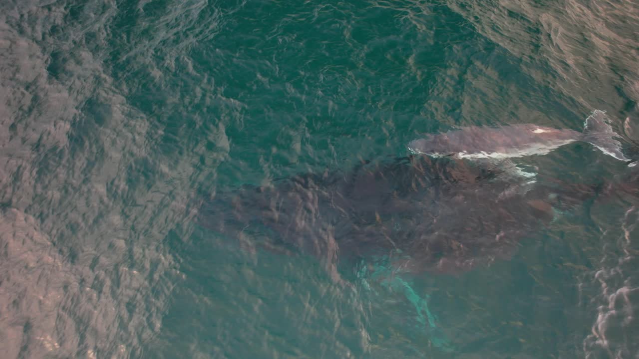 Humpback Whale Calf Swimming With Its Mother In NSW Australia - Drone Shot