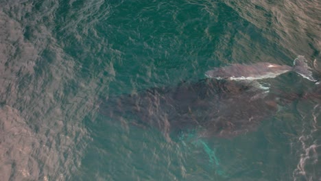 humpback whale calf swimming with its mother in nsw australia - drone shot