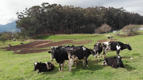 Un-Dron-Rodea-Lentamente-Un-Pequeño-Rebaño-De-Vacas-Blancas-Y-Negras