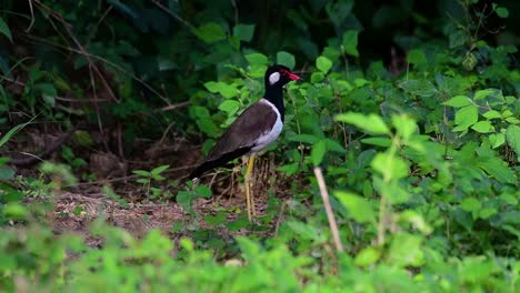 El-Avefría-De-Barbas-Rojas-Es-Una-De-Las-Aves-Más-Comunes-De-Tailandia