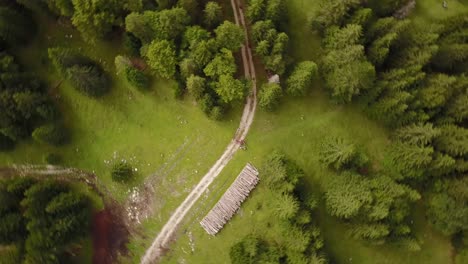 drone top shot of a natural trail next to a fir forest