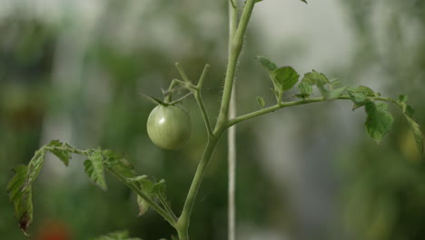 tomates verdes sin madurar en el invernadero