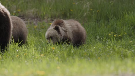 los cachorros de oso pardo pastan casualmente en la vibrante vegetación de un prado exuberante y salpicado de flores mientras la madre oso vigila
