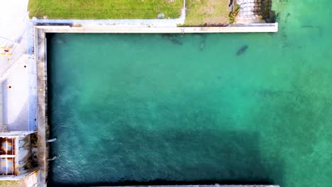 Seekühe-Schwimmen-Im-Warmen-Wasser-Von-Südflorida