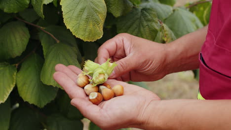 Close-up-male-farmer-hands-plucks-collects-ripe-hazelnuts-from-deciduous-hazel-tree-bunch-in-garden