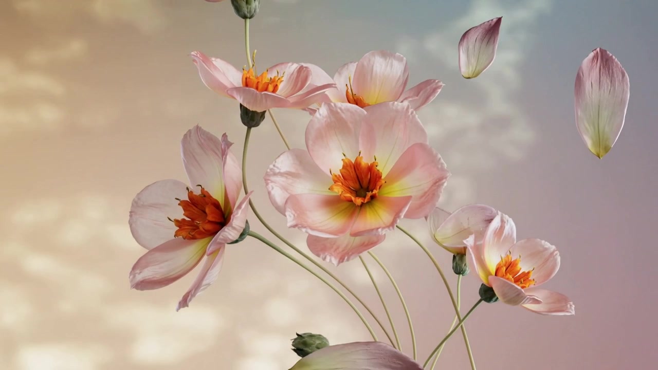 Grappolo inclinato di cinque fiori rosa pallido che perdono petali e fluttuano a destra in studio, con steli.