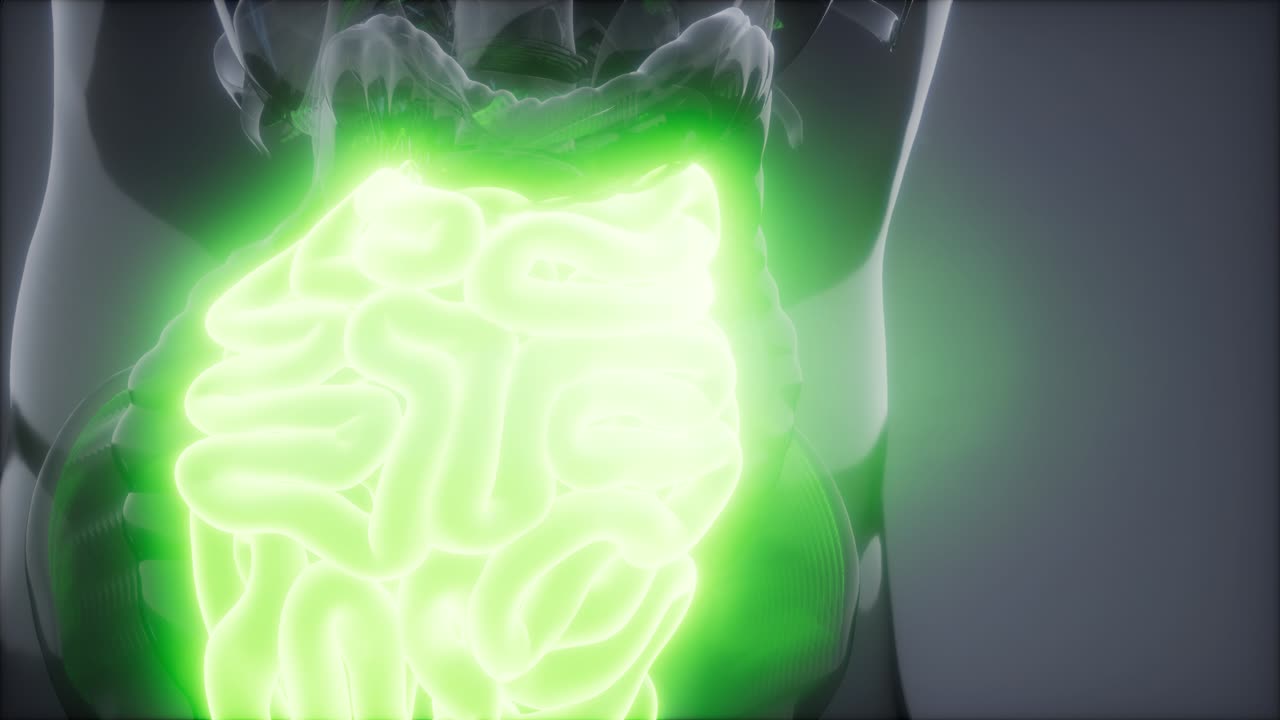 examen de radiología del intestino delgado humano